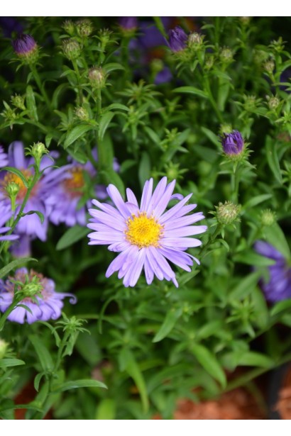 Астра кустовая Эрли Блю листья